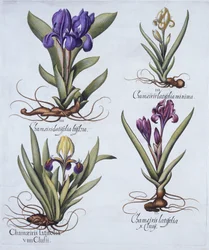 Iris enano variegado, Iris enano malva, Iris enano crema, Iris enano azul, de Hortus Eystettensis, por Basil Besler (1561-1629), pub. 1613